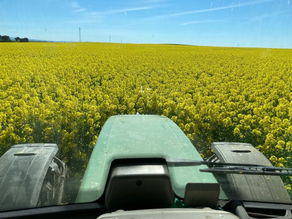 Growing this oilseed rape in central Spain has been made possible with organic matter increase achieved by Claydon Opti-Till®