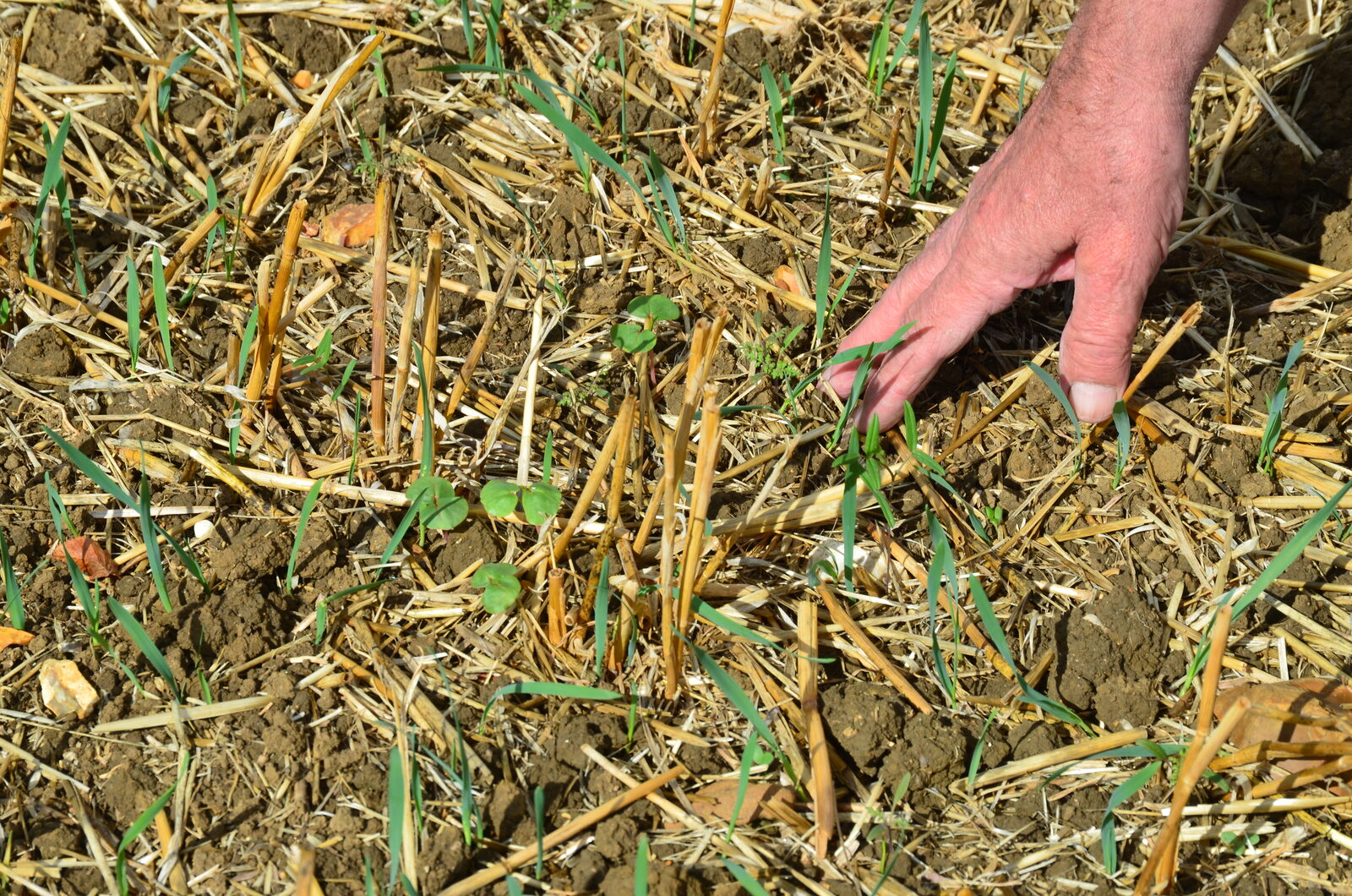 Straw Harrow created 2cm to 3cm of tilth