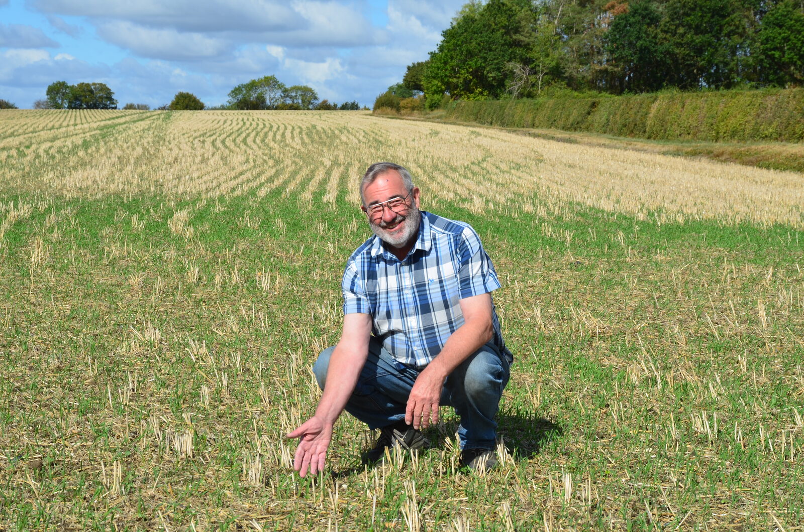 This cover crop, established after winter wheat, was showing through nicely in mid-September