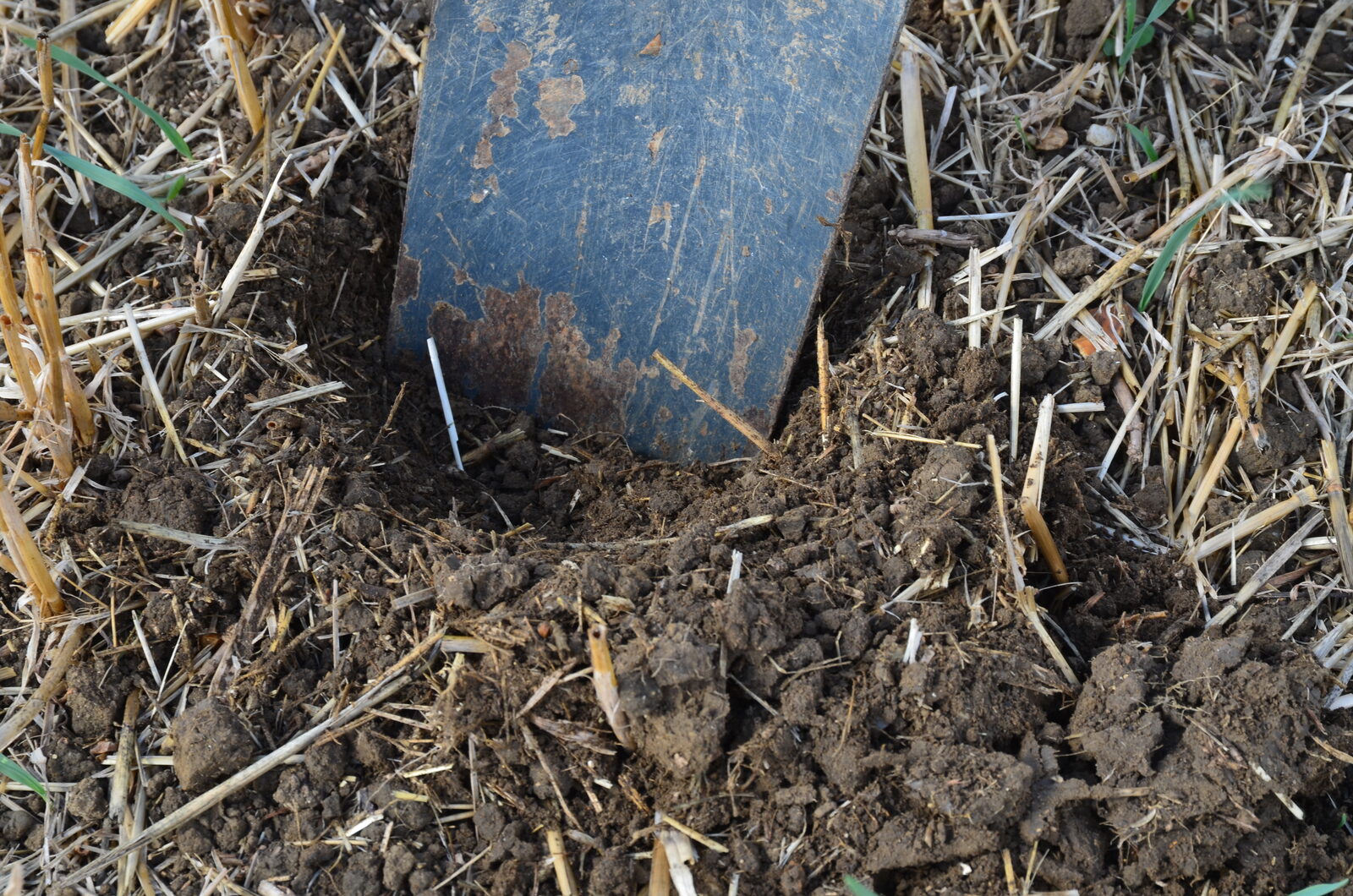 With just 20mm of rain in August and 8mm in September the soil was still rock hard below 30mm on 9 September