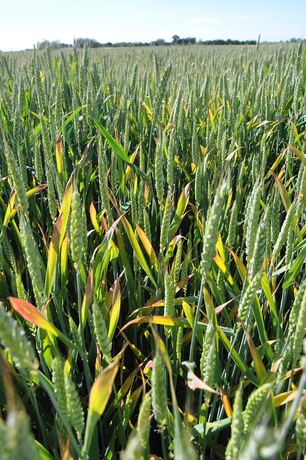 BYDV symptoms (red tipping of upper leaves) in winter wheat (C) AHDB