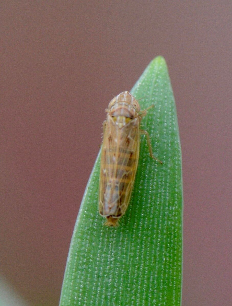 Psammotettix alienus leafhopper (c) Dewar Crop Protection