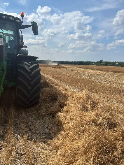 Winter linseed harvest