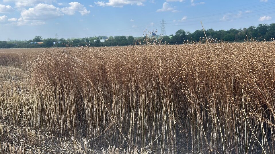 Winter linseed at harvest