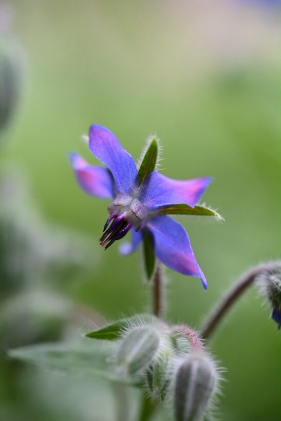 Borage flower