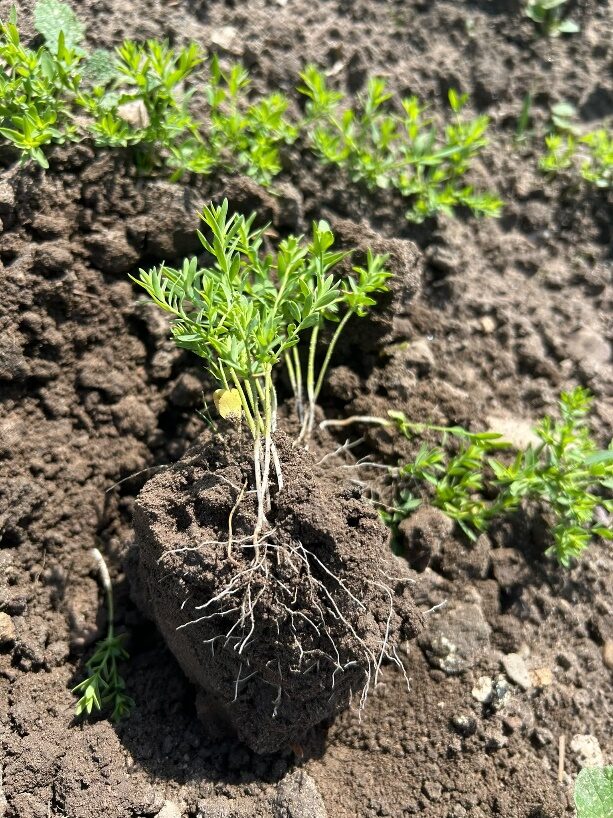 Spring linseed, sown end March