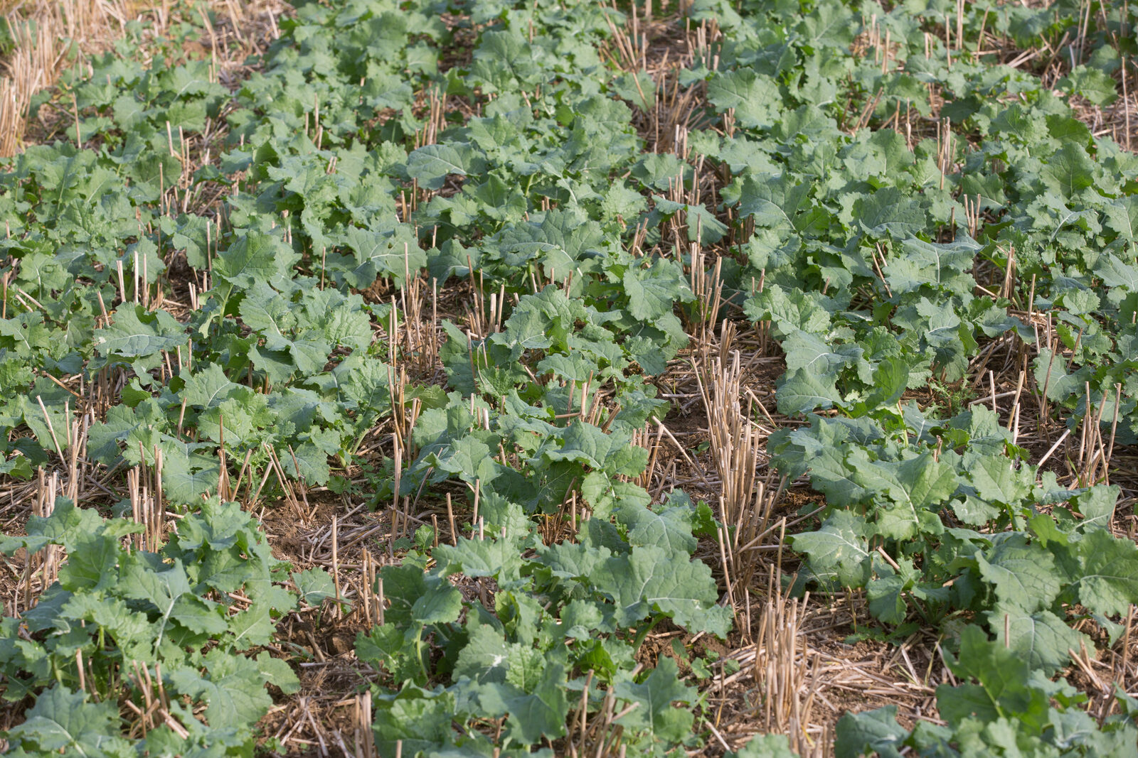 OSR plants in Autumn