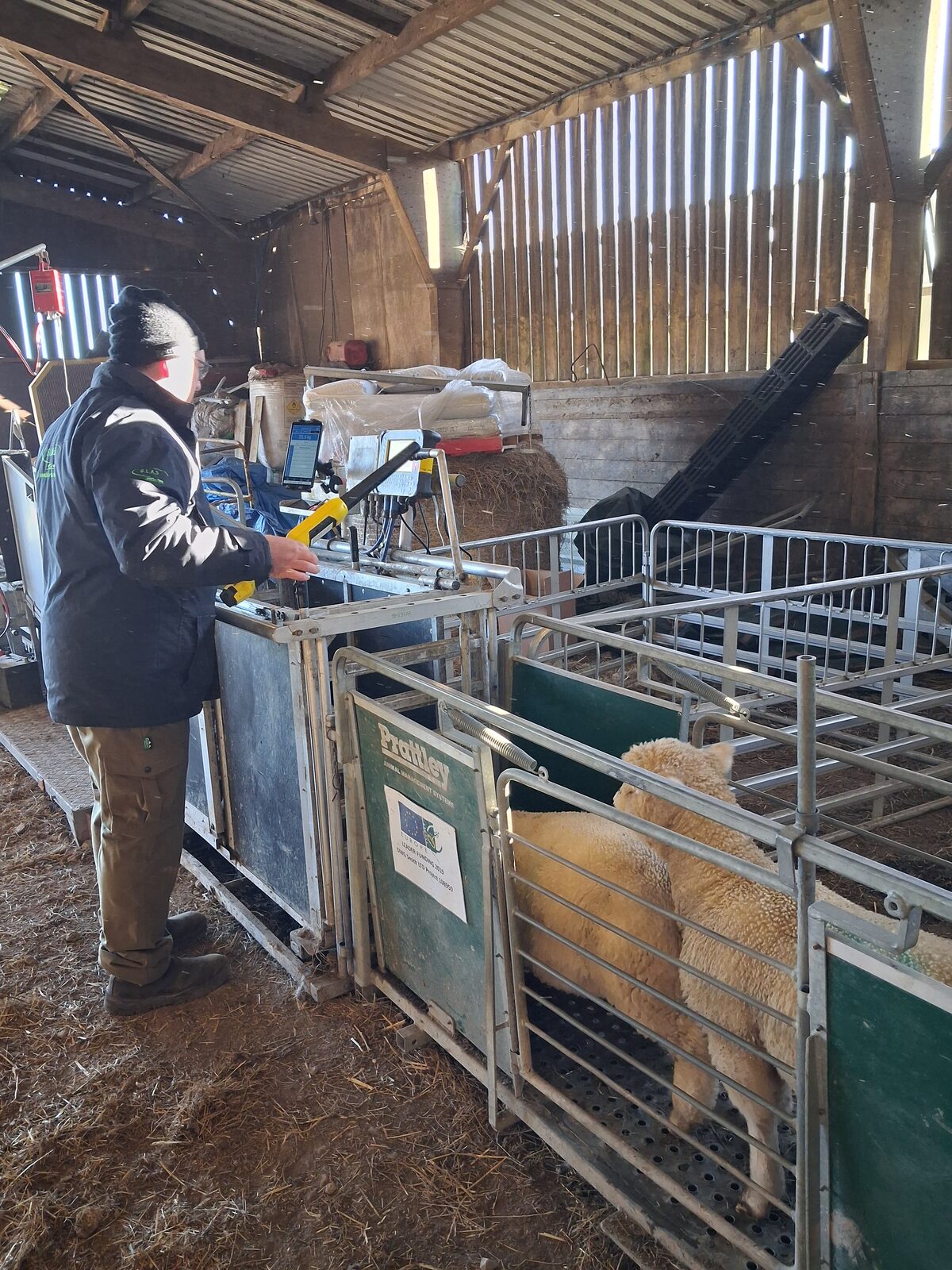 Lambs are weighed approximately every three to four weeks using EID-enabled weighing systems