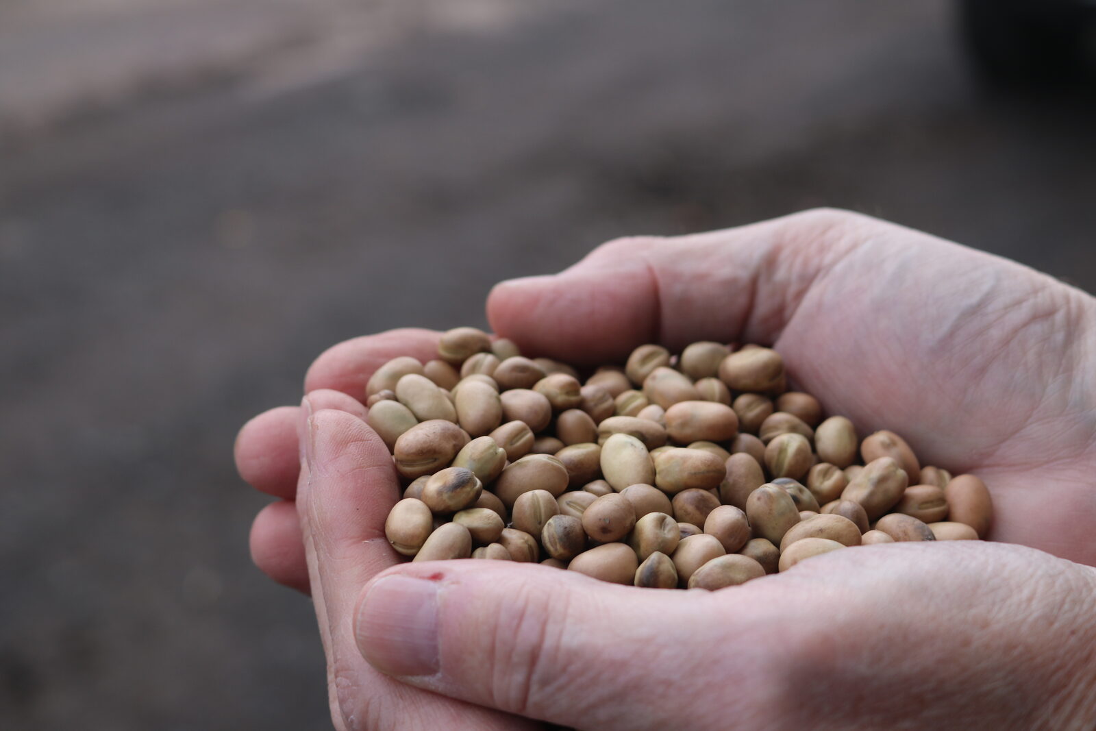 Home-grown beans from Woodend Farm
