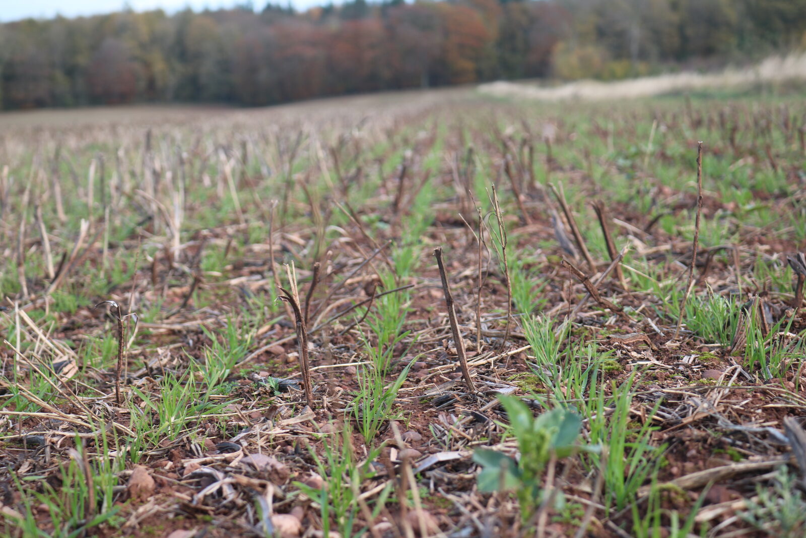 Wheat following beans at Woodend Farm